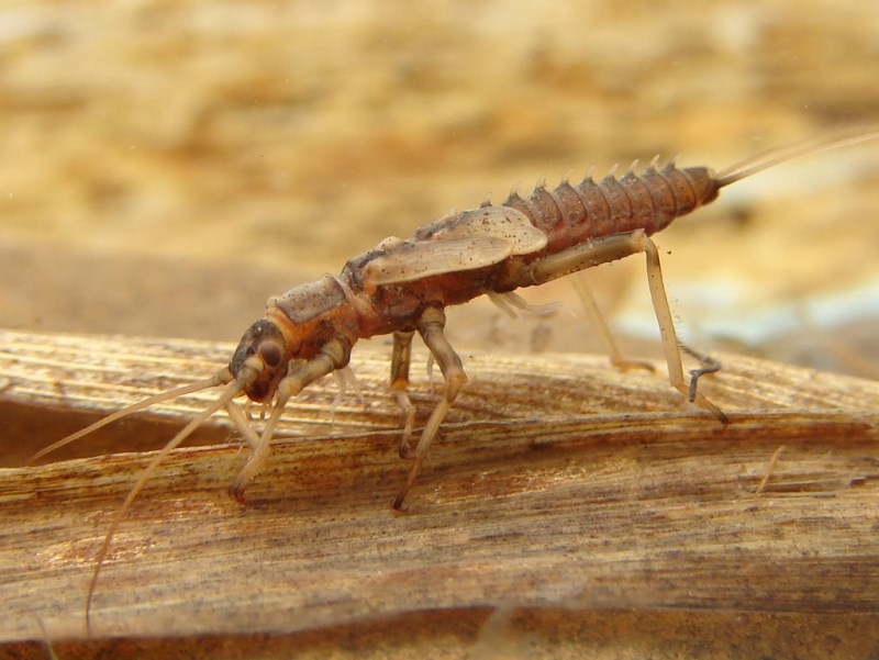 Taeniopteryx schoenemundi